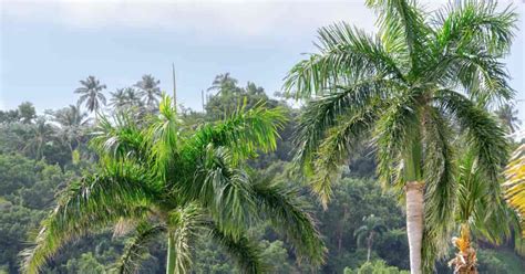 Royal Palm Tree Care Consejos Para El Cultivo De Roystonea Regia 2022