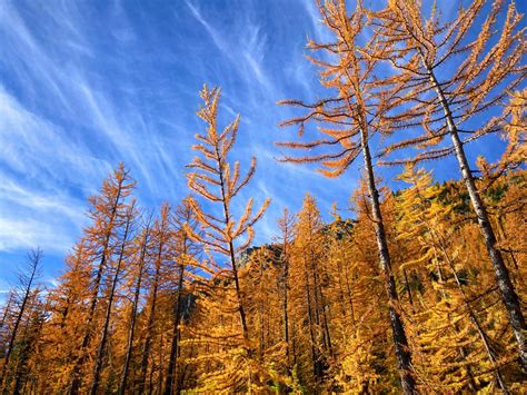 Top 12 Golden Larch Hikes In Washington That Are Not Maple Pass