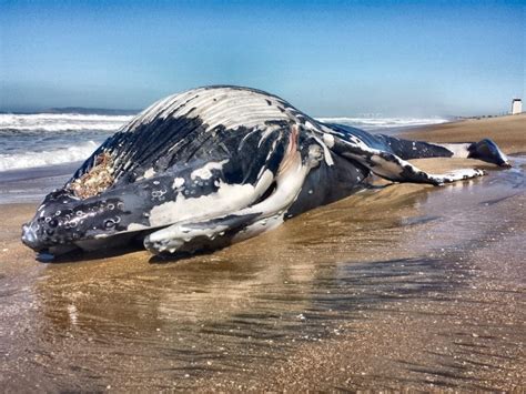 Dead Whale Washes Ashore At Silver Strand State Beach Fox 5 San Diego