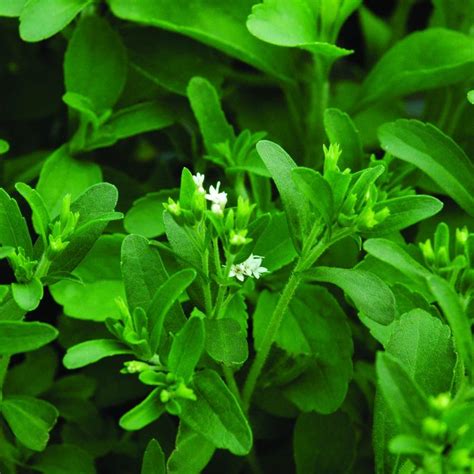 Stevia Plants For Sale Stevia Rebaudiana The Growers Exchange