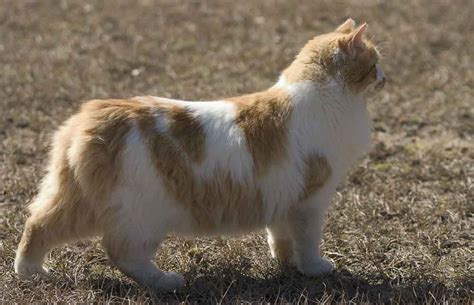 Manx Cat Information And Cat Breed Facts Pets Feed