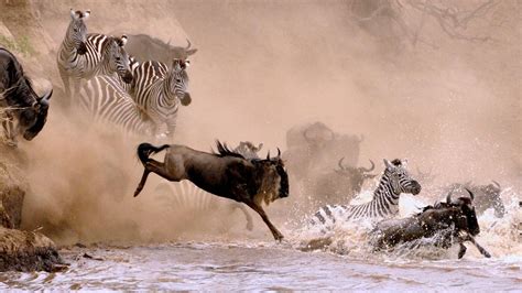 The Great Serengeti Wildebeest Migration Serengeti Safaris Tours