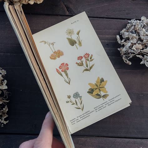 Antique Wild Flowers Worth Notice By Mrs Lankester Vintage Book Antique