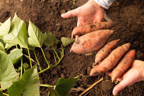 Hands Holding Harvest Of Sweet Potato Digging Sweet Potato Roots And