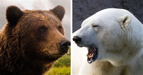 Grizzly Bears And Polar Bears Are Mating Due To Climate Attn