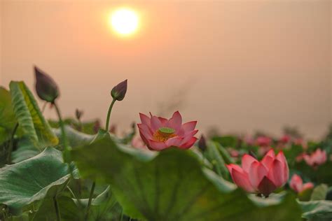 Lotus Flowers Color The Charming Hue Vietnam Times