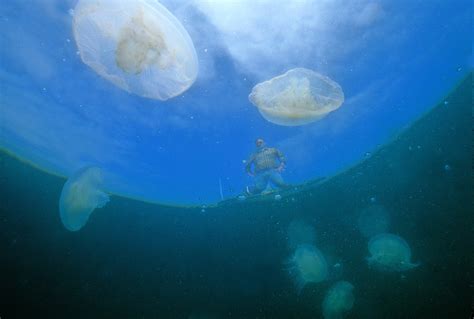 David Wrobel Photography Scyphozoan Jellyfish