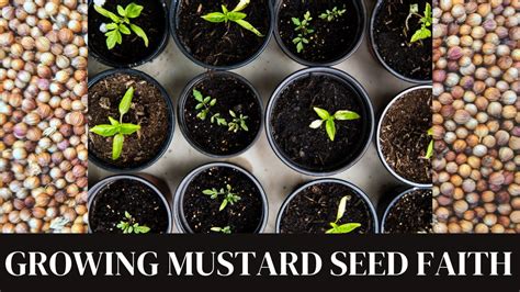 Growing Mustard Seed Faith Youtube