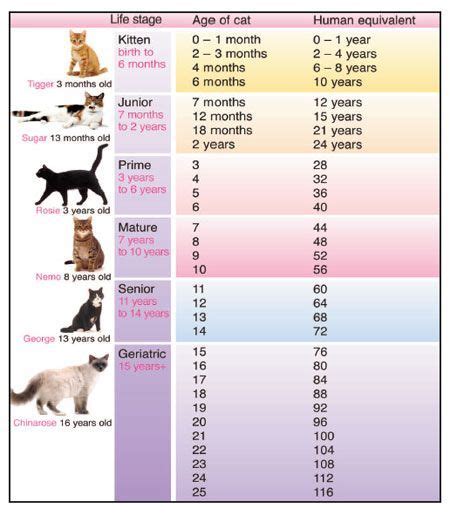 cat weight chart by age