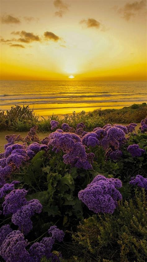 25 Field Of Flowers At Sunset Mobile Wallpapers Wallpaperboat