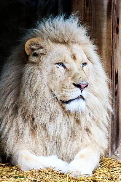 Alerte concours mia et son lion blanc charlie arrive au cinéma le 12 avril! Lion Blanc - Photos et Images Libres de Droits - iStock