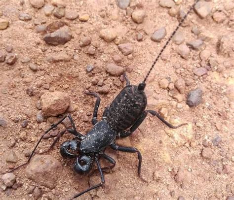A Whip Scorpion Not Quite Spider And Not Quite Scorpion But An Archnid