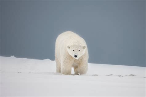 Arctic Alaska Photo Polar Bears Tours Hugh Rose Photography
