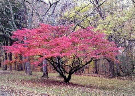 Best Trees For Fall Archives
