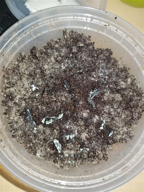 Open a walmart credit card to save even more! I used coffee grounds as a substrate. Does the mycelium ...