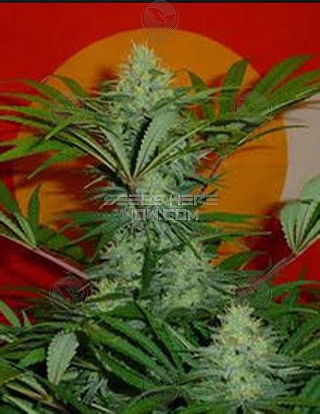 Irie Genetics Golden Goat S1 Fem 6pk Free Seed With Every Order