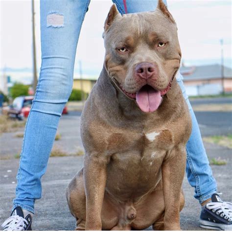 Bred as companion dogs, the xl bully features a muscular build, distinctive face, and great temperament. XL American Bullies — The Bully District in 2020 ...