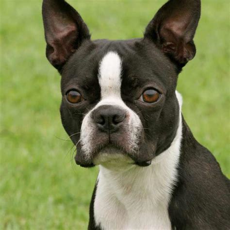 Boston terrier dachshund mix puppies. Boston Terrier Dog Breed » Information, Pictures, & More