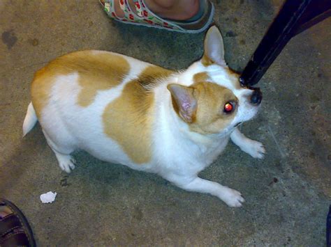 Fat Chihuahua Flickr Photo Sharing