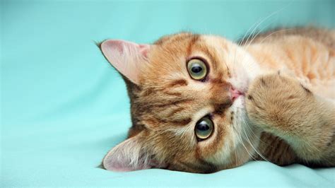 Cat Wallpaper for Desktop (63+ pictures)