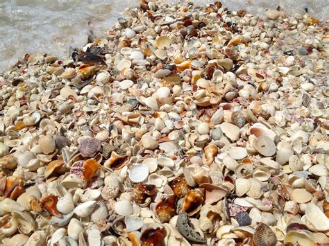 Seashells At Sanibel Island Florida