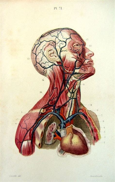 1852 Vintage Human Head Anatomy Print By Lyranebulaprints On Etsy 32