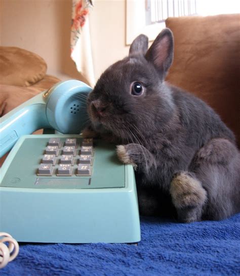 Bunny On The Phone Teh Cute