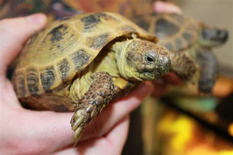 When choosing your pet tortoise it can be very overwhelming on selecting what species to buy, especially as they will become your lifelong pet! Kid Friendly Reptiles