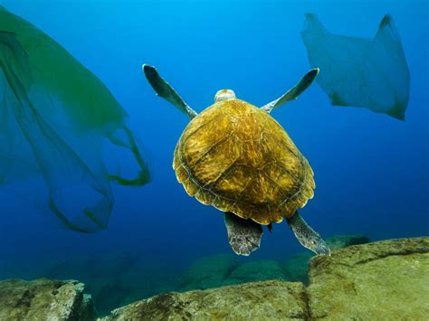 Microplastics Found In Guts Of Every Species Of Sea Turtle Across World