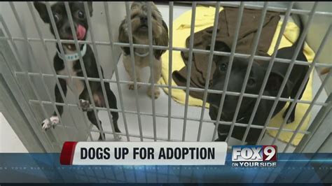 Humane Society Receives Dogs For Adoption Youtube