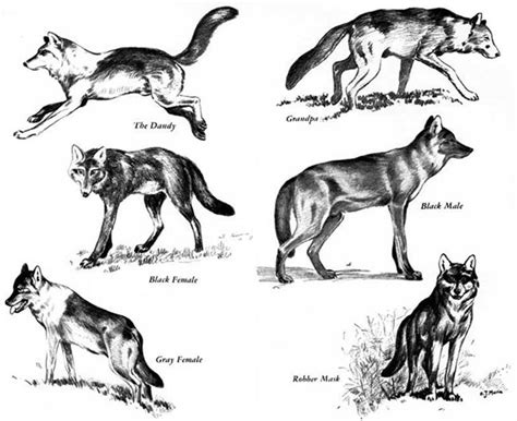 Identifying Denalis Wolves Us National Park Service