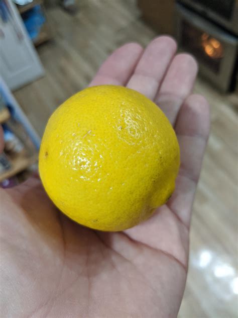 This Incredibly Round Lemon Rmildlyinteresting