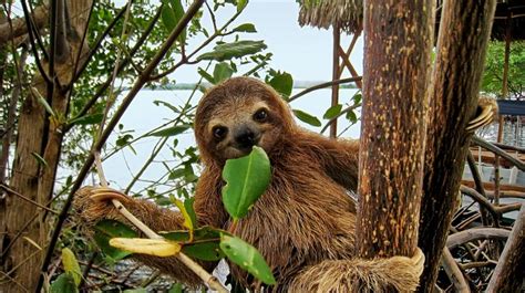 Sloths Call Costa Rica Rainforests Home Javi S Travel Blog Go Visit