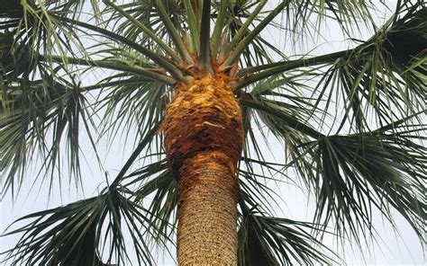 Palm Trimming Faqs And How Tos For South Florida Sherlock Tree Company