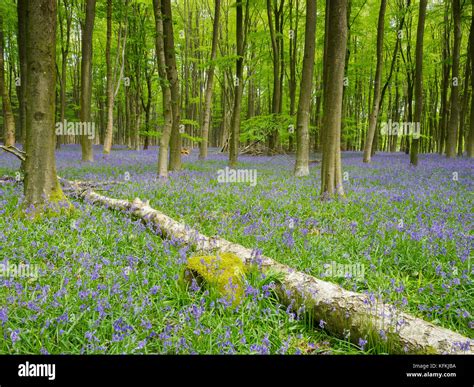 English Bluebell Woods Stock Photo Alamy
