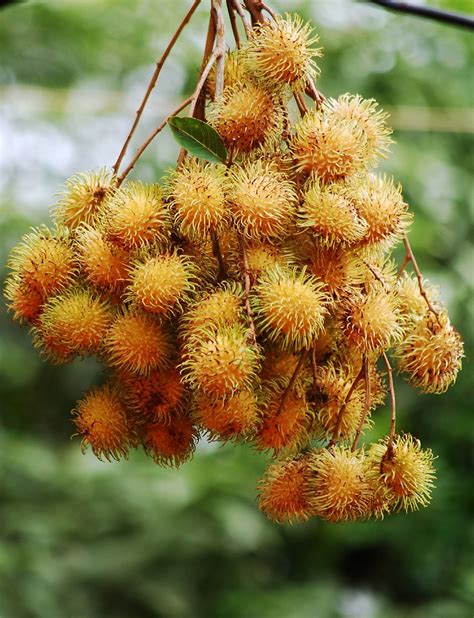 Rambutan The Sexiest Hairy Fruit Rambutan Rambutan In I Flickr