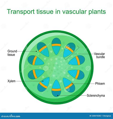 Vascular Tissue System Of Plants Stock Vector Illustration Of Plant