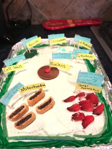 Edible Plant Cell By Haley Edible Cell Project Edible Cell Cells