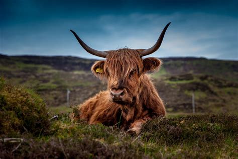 Highland Cow Wallpaper Background
