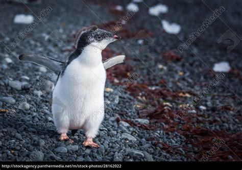 Adelie Penguin Chick Running Along Shingle Beach Stock Photo