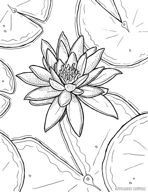 Free Printable Water Lily Coloring Page Download Ryanne Levin