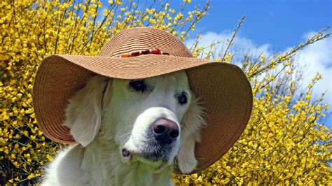 Download Wallpaper 1920x1080 Dog Face Hat Toys Holiday Full Hd