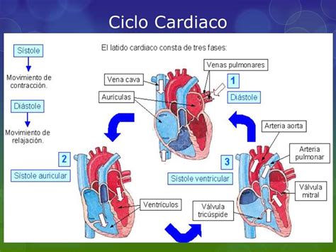 Fisiología Básica Ciclo Cardiaco