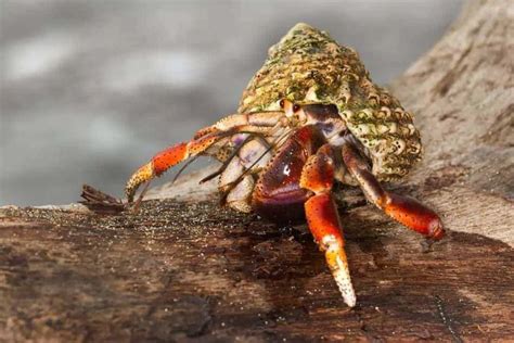 6 Best Types Of Hermit Crabs Ecuadorian Blueberry Ruggie And More