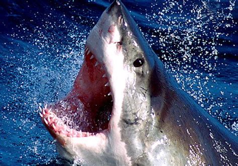 They are one of the few species that lets you bring a part of the ocean into your home. Great White Sharks Facts | Top 10 Interesting Facts