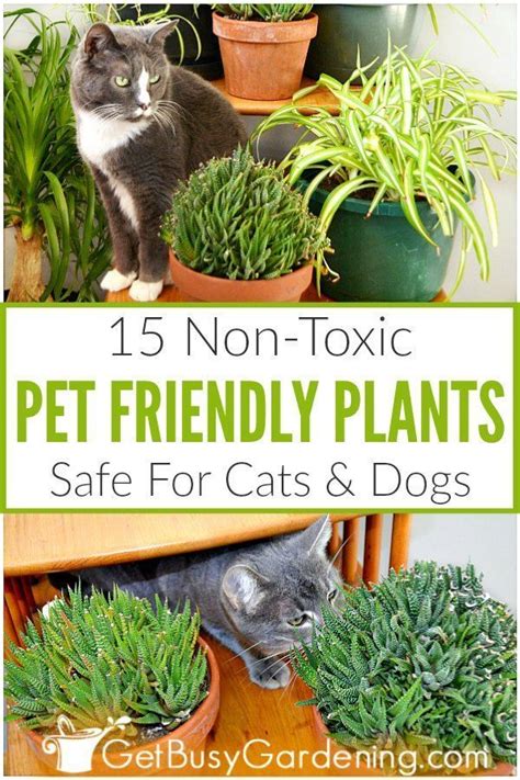 If you're not sure whether or not a succulent is poisonous to cats and dogs, you can check the american society for the prevention of cruelty to animals (aspca) to find out for sure. 15 Indoor Plants That Are Safe For Cats And Dogs | Plants ...