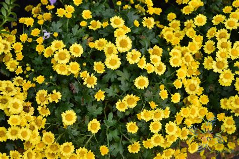เบญจมาศเลื้อย Chrysanthemum Sp ข้อมูลพันธุ์ไม้