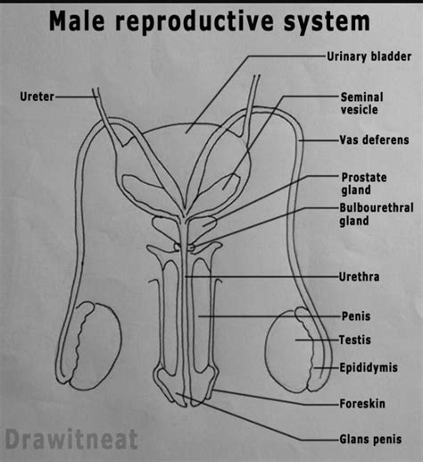 Male Reproductive System Diagram Exatin Info Gambaran