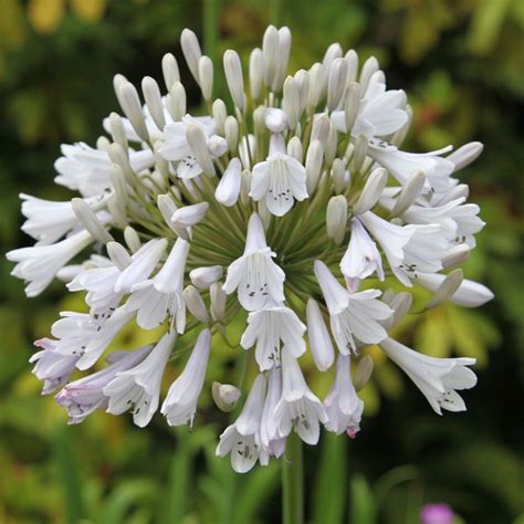 Buy African Lily Agapanthus Windsor Grey
