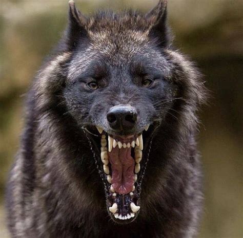 A Black Wolf With Its Mouth Open And It S Teeth Wide Open While